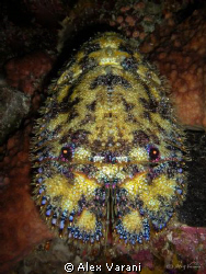 Scyllarides haanii at night by Alex Varani 